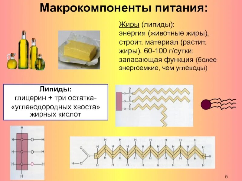 Выполняет кроветворную функцию запасает жиры