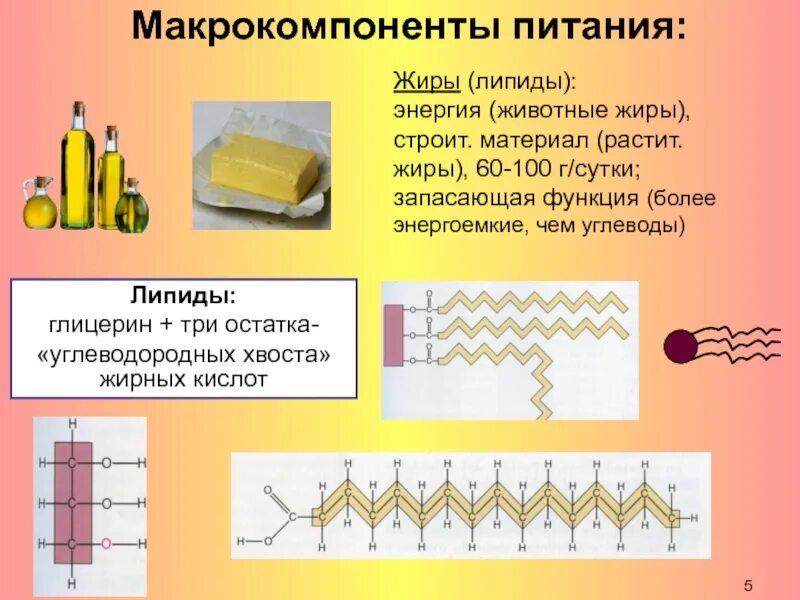 Макрокомпоненты питания. Химия углеводов и липидов. Углеводородные хвосты липидов. Липиды жир химия.