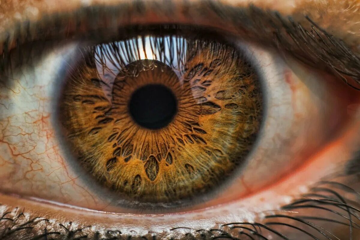 Зрачок. Радужная оболочка глаза под микроскопом. Сурен манвелян глаза человека. Как выглядит зрачок глаза. Радужка глаза.