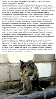 Кошка перестала писать