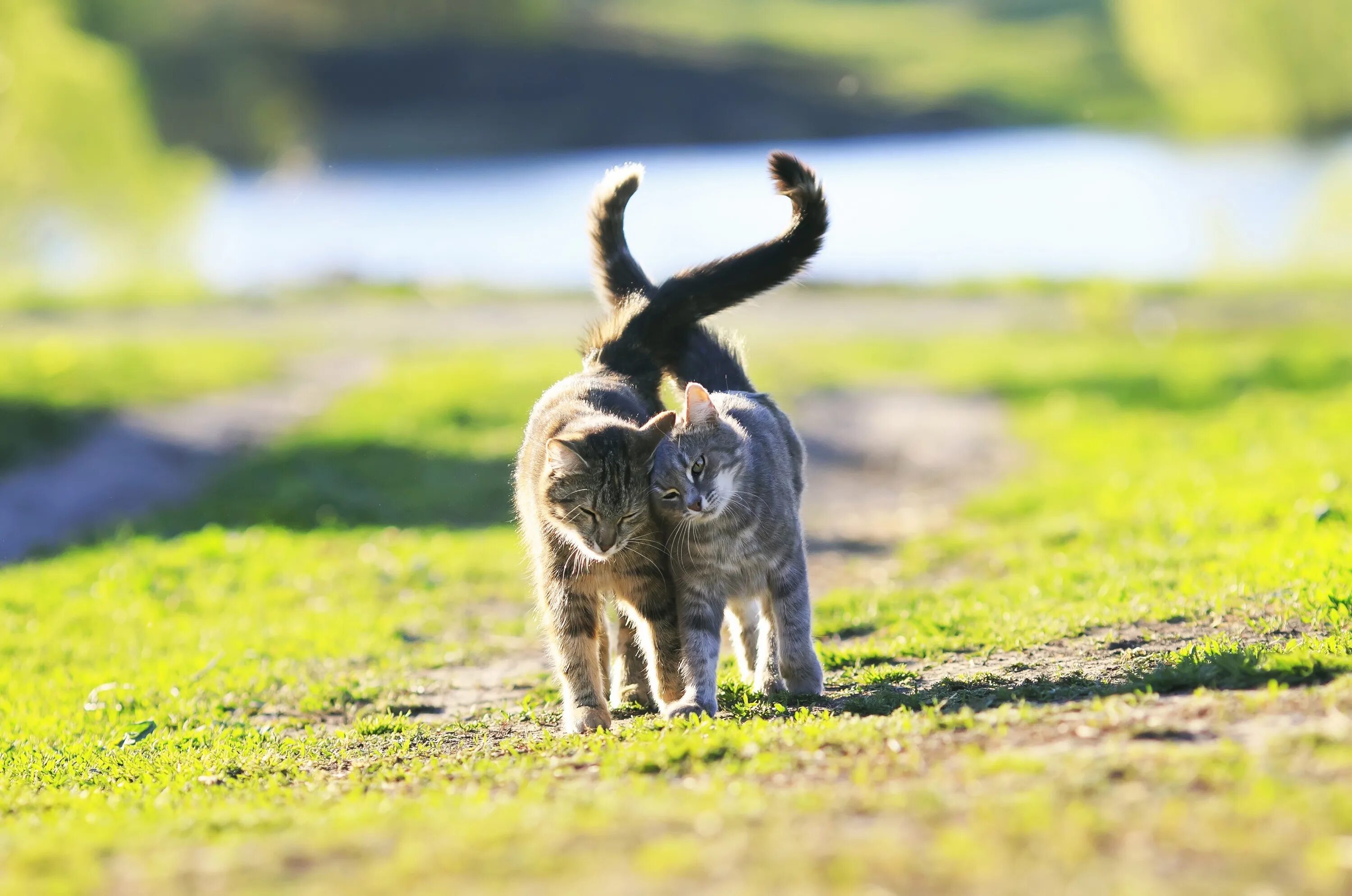 Движение первых кот. Кошка гуляет. Кошка на природе. Коты гуляют. Две счастливые кошки.