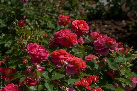 Rose на русском