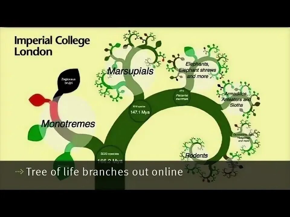 Out of branches. Tree of life explorer. the tree of life branches.