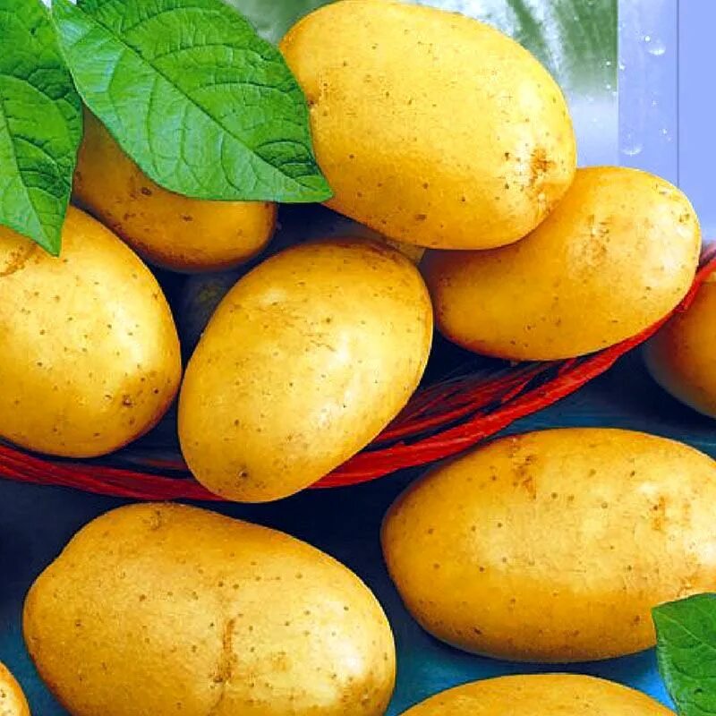 Сорт картофеля Лакомка. Кармен картофель характеристика отзывы