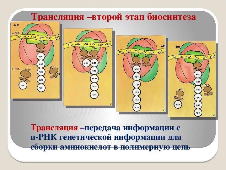 Трансляция является процессом. Трансляция второй этап биосинтеза. этапы трансляции биосинтеза белка. этапы трансляции биосинтеза. трансляция второй этап биосинтеза белка.