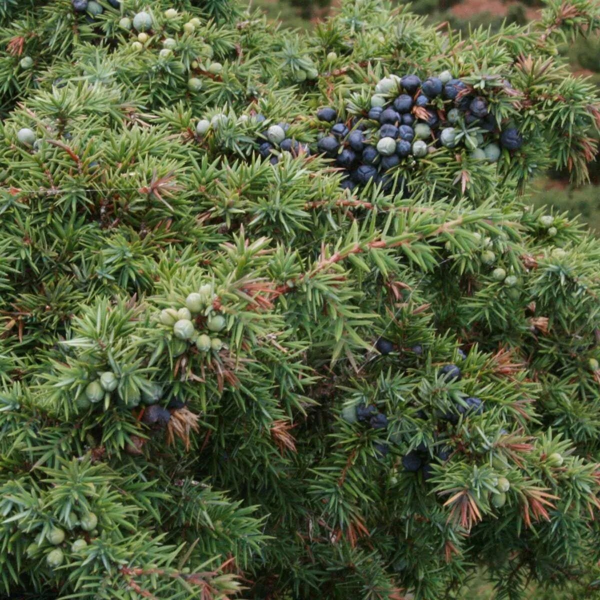 Wild Juniper Berries - Laughing Lichen, juniper berries