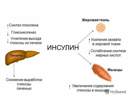 Наибольшая концентрация в печени и мышцах