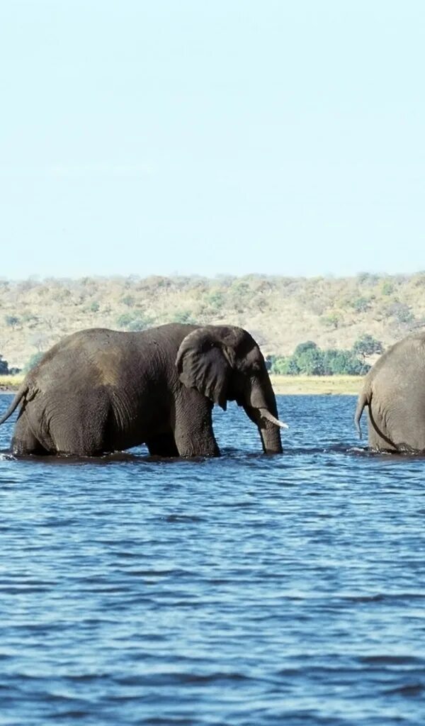 Elephant river. Слон на море. Слониха на море. Слон река. Слон пьет воду хоботом.