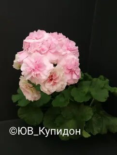 Пеларгония купидон