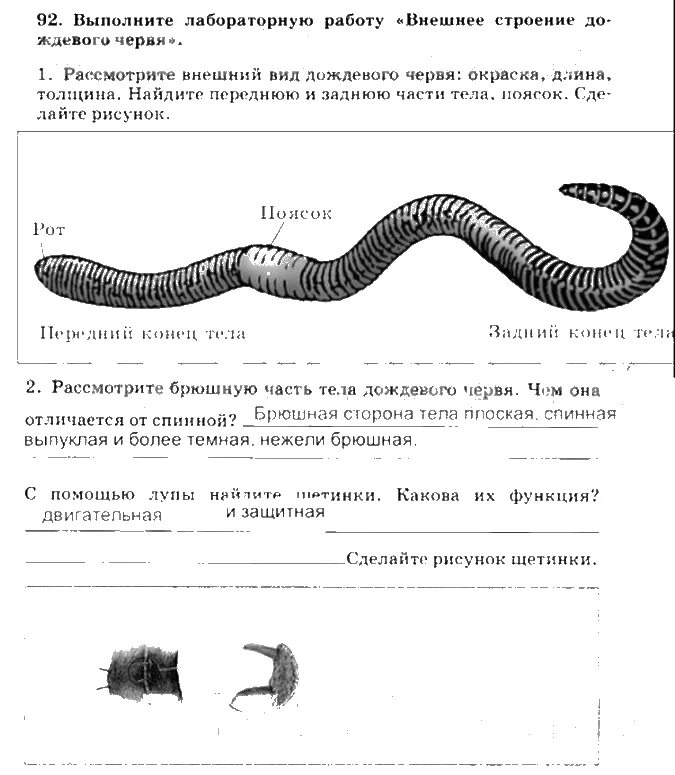 Передний и задний конец червя. Внешнее строение дождевого червя. Внешнее строение дождевого червя 7 класс. Рассмотрите внешнее строение дождевого червя. Лабораторная по биологии 7 черви.