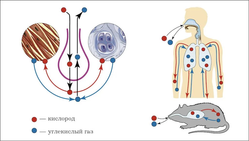 Поступление кислорода выделение углекислого газа. Значение дыхания. Дыхательная система растений. Фотосинтез 6 класс биология. Углекислый газ выделение.