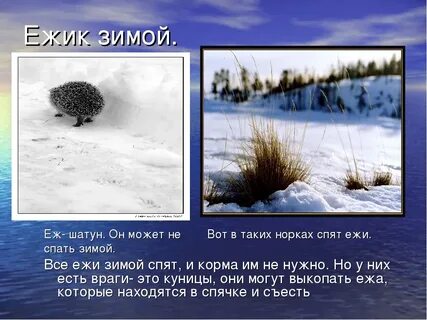 Где зимуют ежики в природе зимой