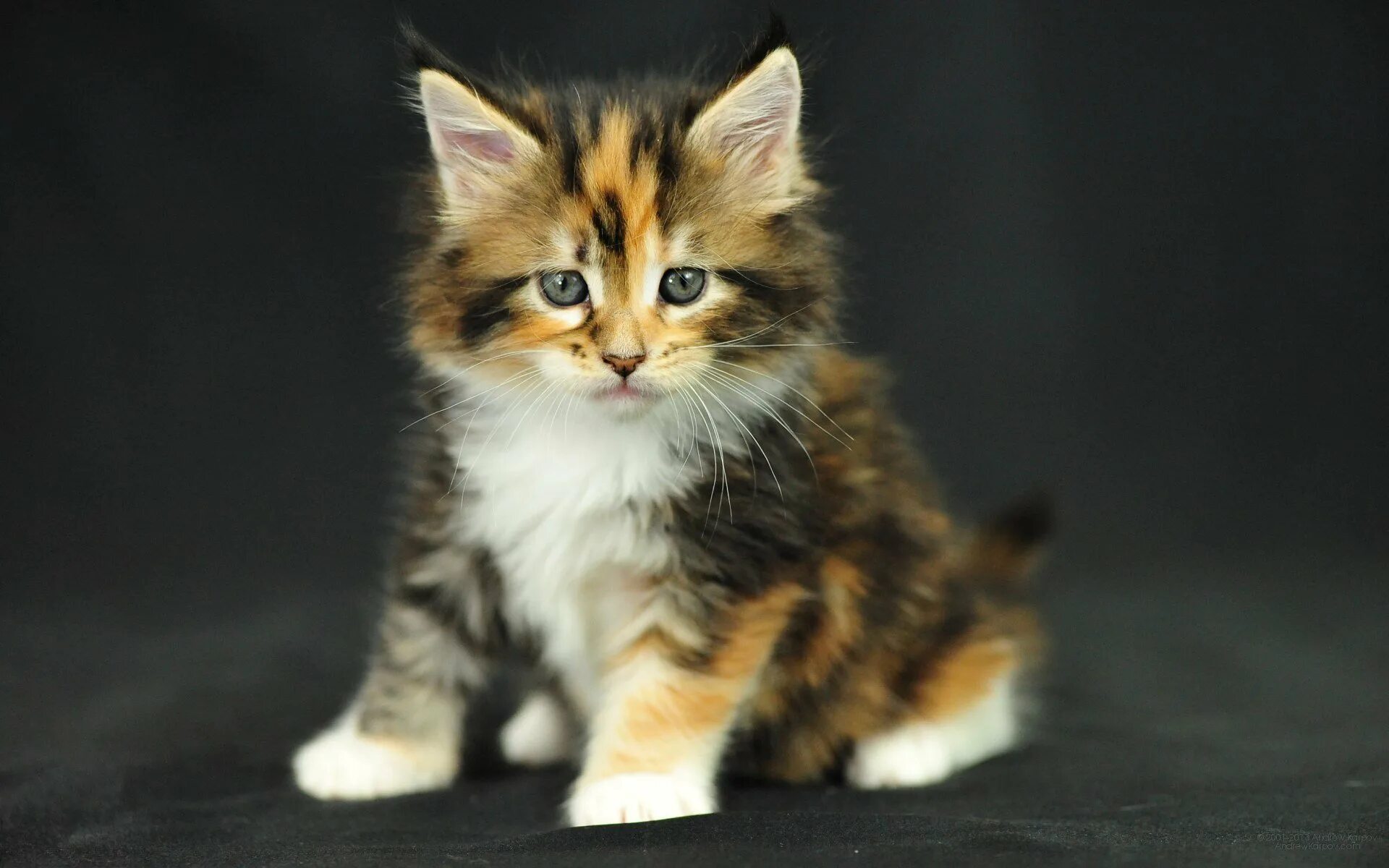 Пол трехцветного котенка. Мейн кун трехцветный котенок. Сибирская кошка трехцветная короткошерстная. Сибирская Калико кошка. Норвежская Лесная кошка Калико.
