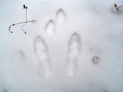 След зайца на снегу 5 букв