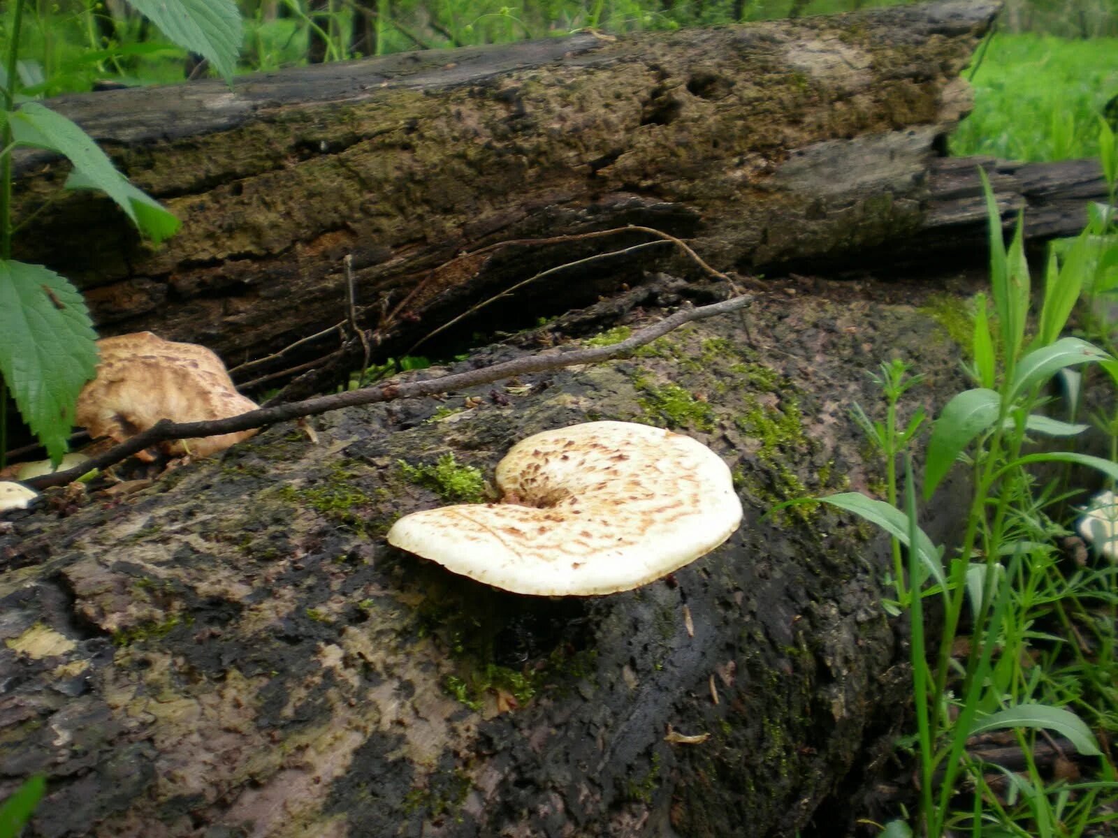 Грибы в биотехнологии. Fungi Mushroom разница. Как гриб перерабатывает Мертвое растение.
