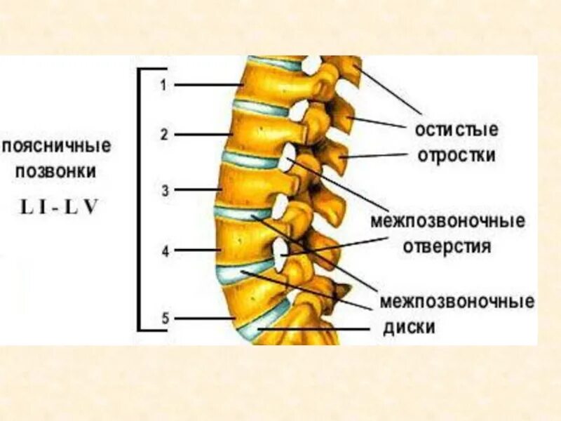 Отделы поясницы. Поясничный отдел. Пояснично-крестцовый отдел позвоночника. Позвонки поясничного отдела позвоночника. 5 Поясничный позвонок.