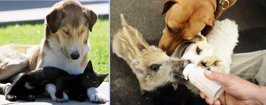 Помощь животным 2 класс. Милосердие к животным. Сочувствие к животным. Этичное отношение к животным. Милосердие и сострадание к животным.