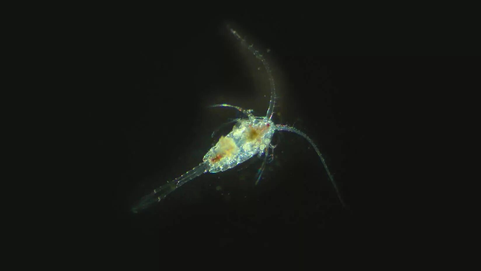 Зоопланктон пресных водоемов. Temora longicornis. Планктонные ракообразные. Зоопланктон рачки. Зоопланктон одноклеточные.