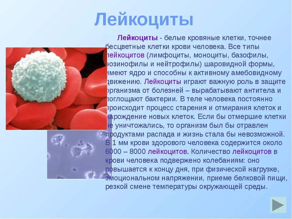 0 лейкоцитов в крови. Лейкоциты в крови. Снижение числа лейкоцитов. Лейкоциты в крови понижены. Причины понижения лейкоцитов.