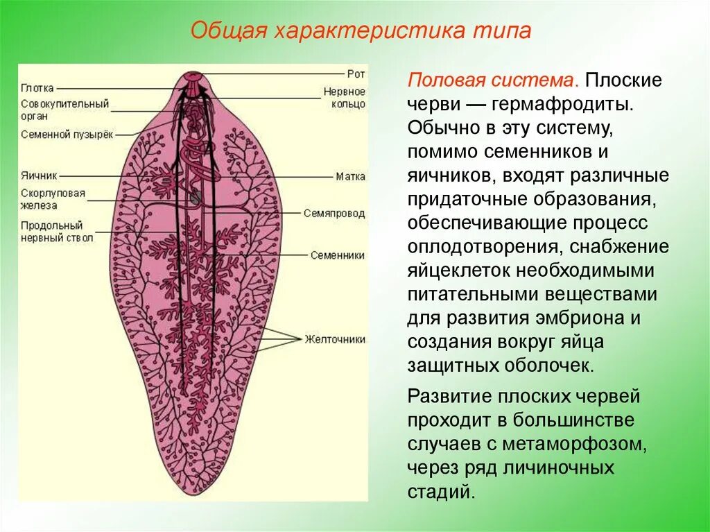 Тип плоские черви особенности строения. Половая система у типа плоских червей. общая характеристика червей тип плоские черви. тип плоские черви половая система. половая схема плоских червей.