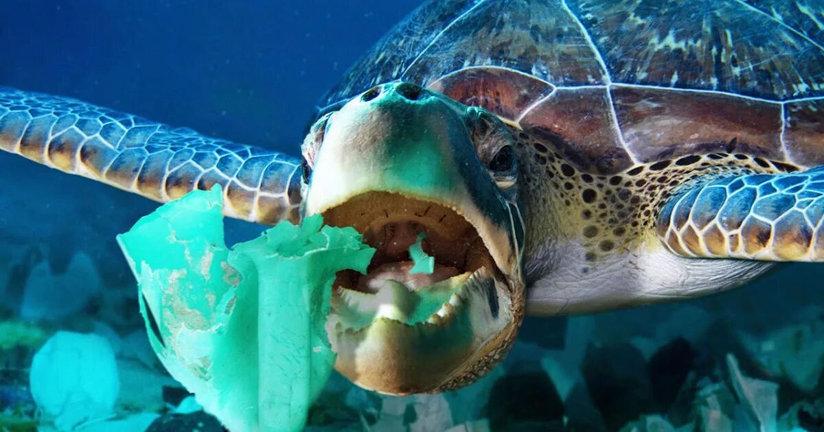 С участием живых организмов происходит мирового океана. Загрязнение мирового океана. Морские животные и пластик. Загрязнение мирового океана пластиком. Загрязнение океана животные.