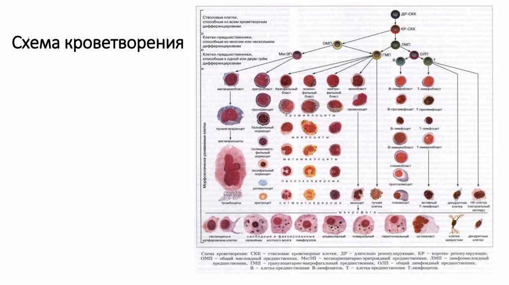 Обеспечивает кроветворение. Современная схема кроветворения регуляция кроветворения. Схема кроветворения гистология. Схема кроветворения патанатомия. Схема кроветворения гематология Черткова.