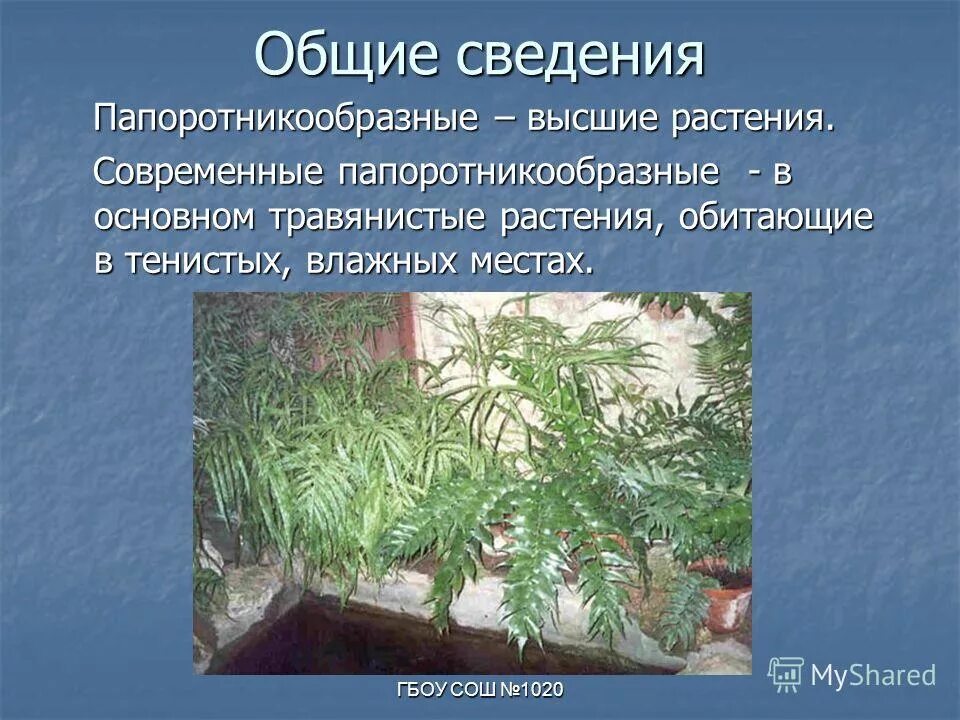 Почему папоротникообразные высшие растения. Папоротникообразные плауны хвощи папоротники. Отделы и подотделы растений. Почему папоротникообразные высшие растения. Общая характеристика папоротниковидных 5 класс.