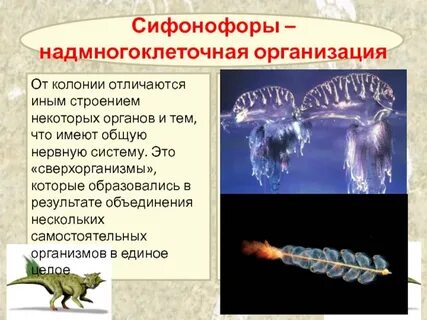 Отличия колоний