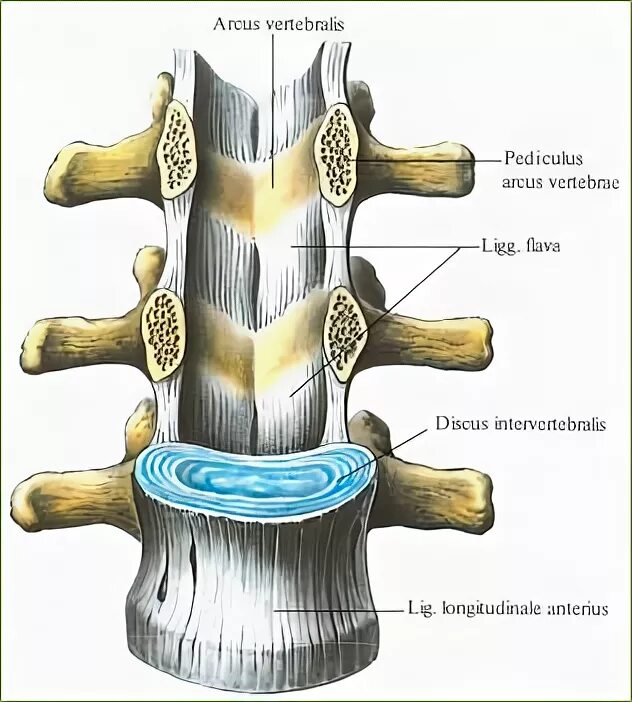 Симфизы позвоночного столба. Межпоперечные связки позвонков. Межпозвоночные суставы это соединение. Связки позвонков анатомия.