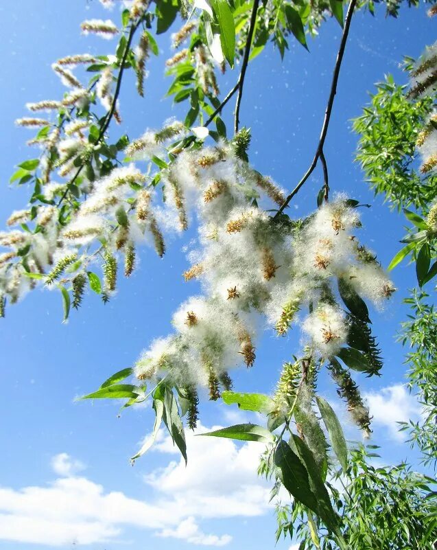 семена с пухом весной. весенний пух. весенний пух. тополиный пух дерево. верба макросъемка.