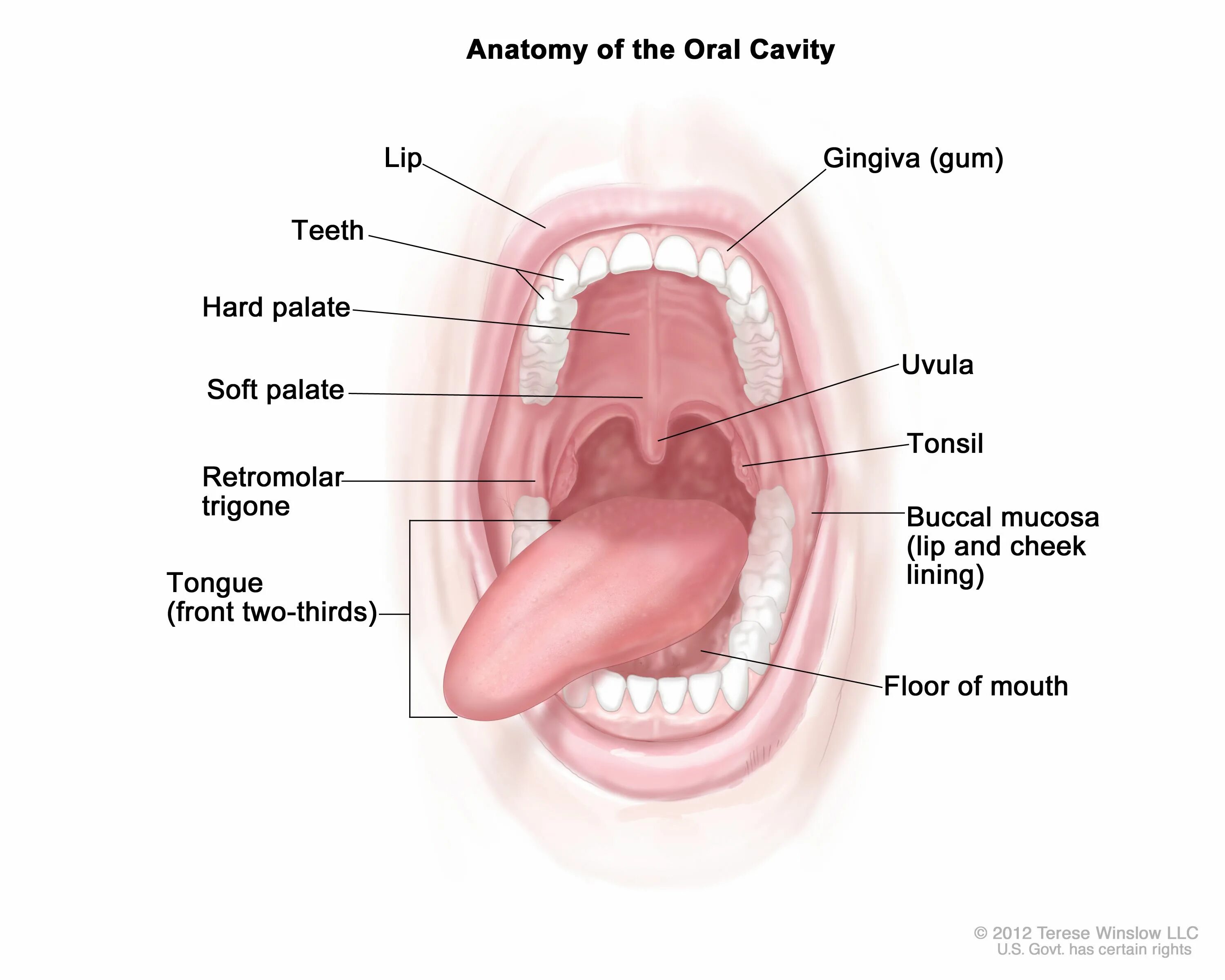 Строение ротовой полости и горла. State tongue