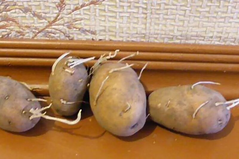 Проросший клубень картофеля. Пророщенные клубни картофеля. Ростки картофеля. Картофель с отростками. Нужно ли проращивать картофель.