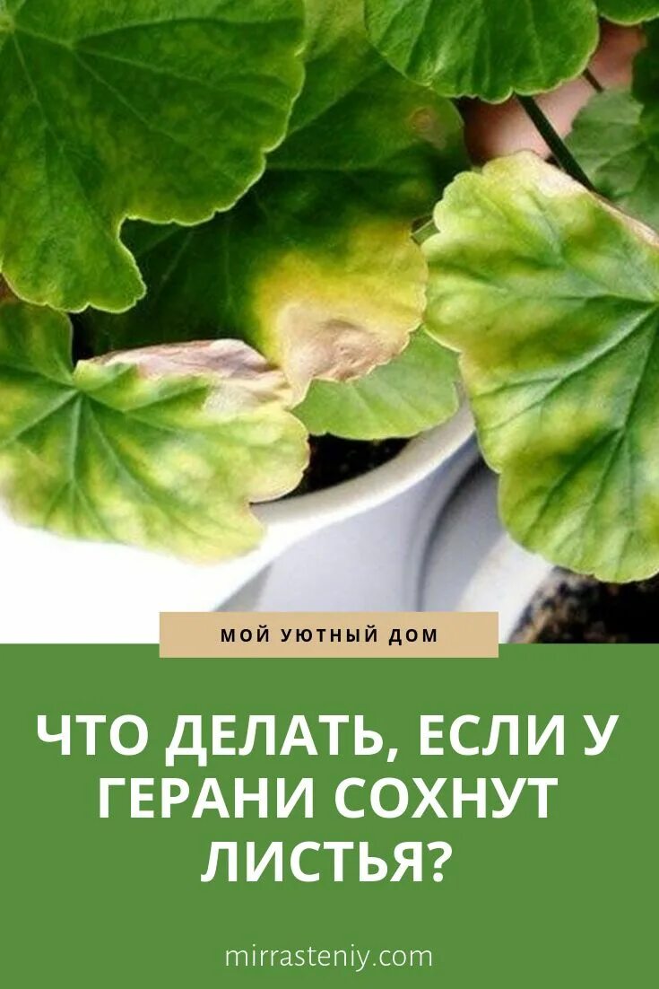 Герань желтеют листья по краям что делать. Пожелтение края листа у герани. Пеларгонии пожелтение листа. Герань сохнут листья. Желтеют листья у герани.