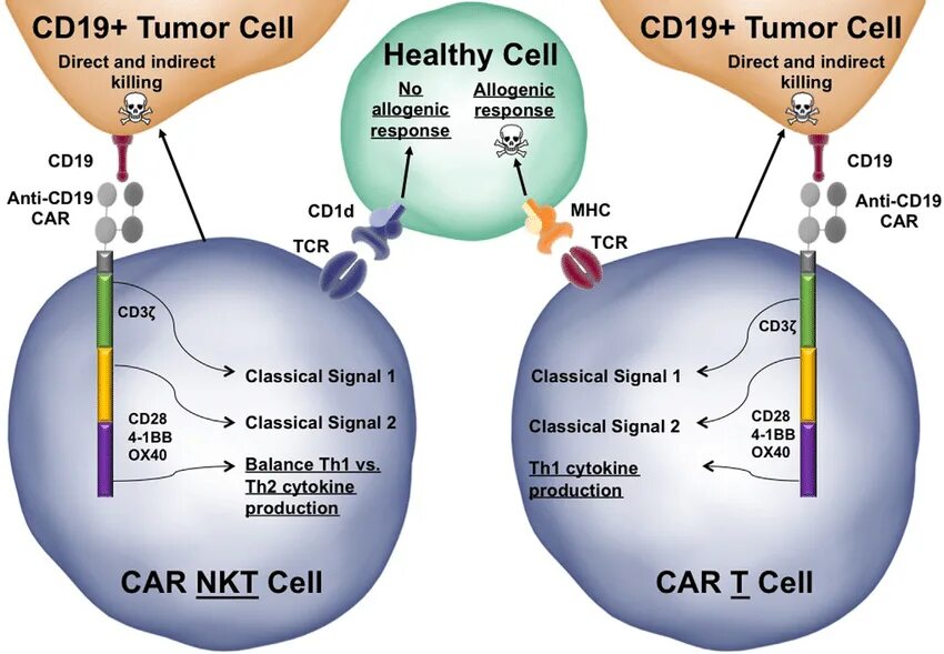 CD 19 маркер. CD 19 иммунология. Car-NK Cells.