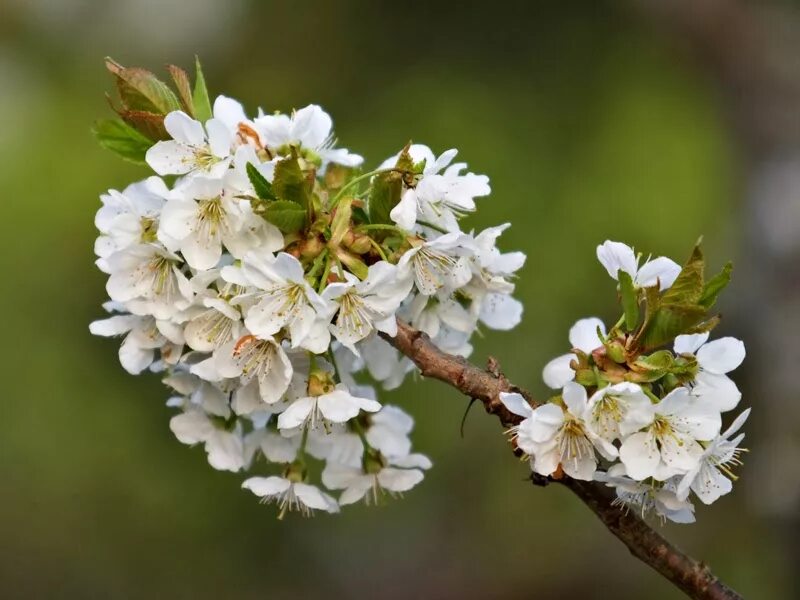 Prunus перевод. Вишня Птичья Prunus avium. Прунус (Prunus). Prunus avium листья. Вишня Птичья плена Prunus avium Plena.