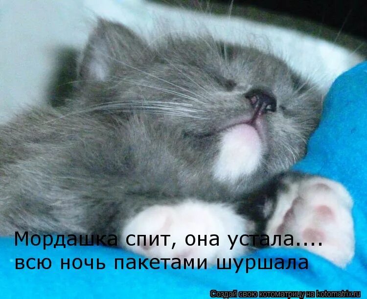 Света иди спать. Котенок хочет спать. Спящие коты с надписями. Пора спать котики. Спящий котик с надписью.