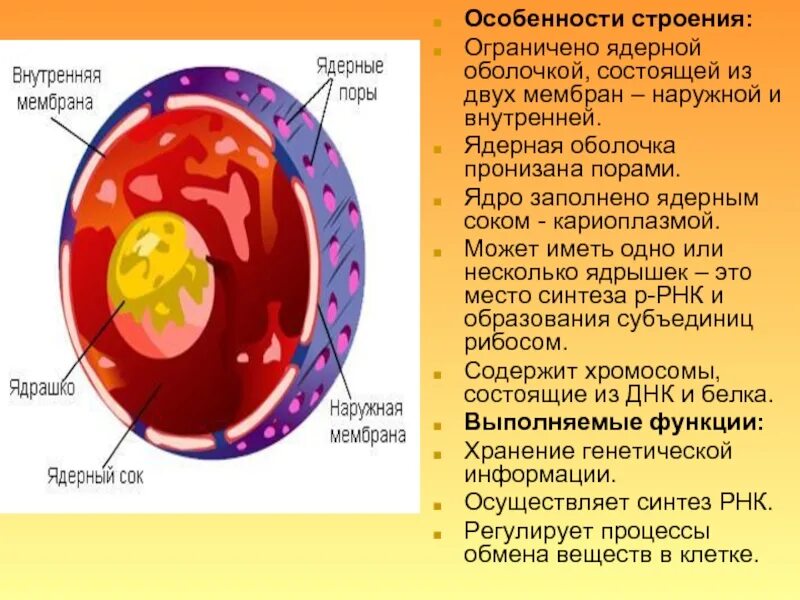 Какую функцию имеет оболочка. Строение мембраны ядра. Мембраны ядерной оболочки внутренняя и внешняя. Ядерная мембрана ядро клетки. Структура мембраны ядра.