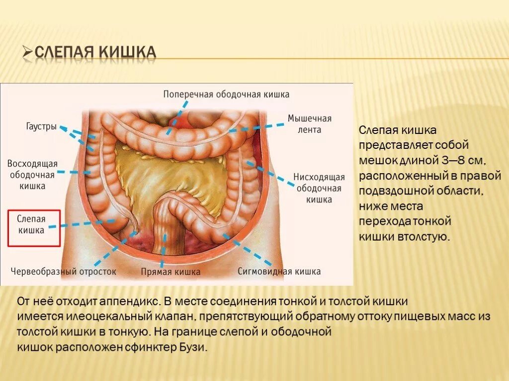 Отверстие слепой кишки. Слепая кишка илеоцекального клапана. Слепая кишка и сигмовидная ободочная. Гаустры толстой кишки функции. Ободочной поперечной ободочной кишки.