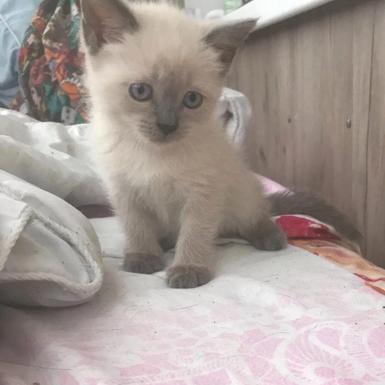 Сиамские коты в хорошие руки. Отдам в добрые руки сиамскую кошечку. Отдам сиамского котенка. Сиамские котята в добрые руки. Отдам сиамского котенка.