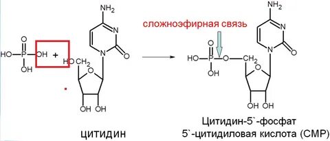 Мононуклеотид это