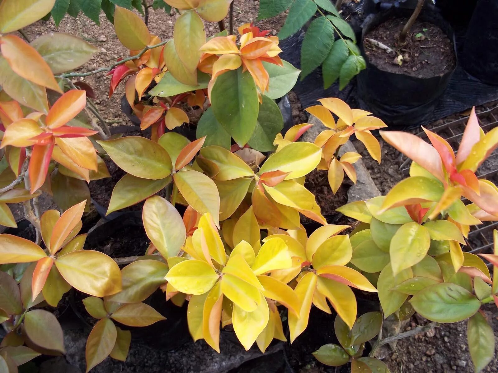 Переския акулеата. Переския. Переския грандифлора. Переския шиповатая (pereskia aculeata miller). Переския.