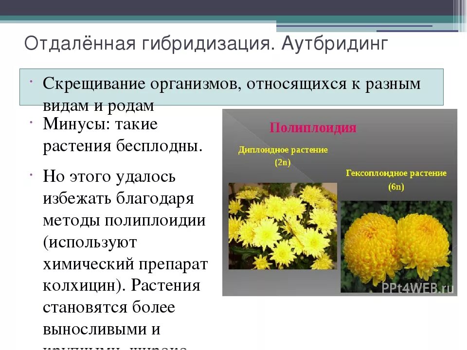 Гибридизация культур. Аутбридинг в селекции растений. Полиплоидия и отдаленная гибридизация. Отдаленное скрещивание растений. Типы гибридов растений.