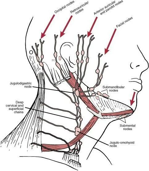 Лимфоузел в мышце. Лимфатическая система лица схема. Лимфоузлы затылочные схема. Лимфатическая система лица и шеи схема человека. Лимфатическая система шеи схема.