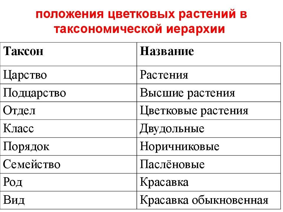 Таксономическая классификация. Таксоны растений. таксономические названия растений. систематика таксонов растений. классификация таксонов.