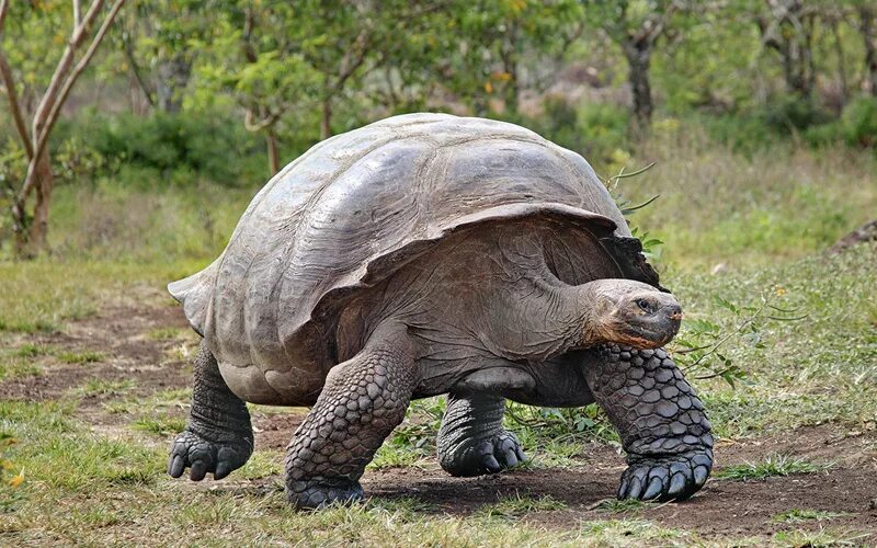 Какой самый медленный человек. Галапагосская черепаха. Галапагосская гигантская черепаха. Сухопутная черепаха Галапагосы. Реюньонская гигантская черепаха.