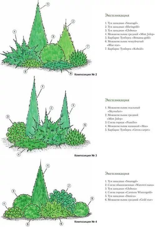 Хвойные схема. Хвойная угловая клумба схема посадки. Схема посадки миксбордера с хвойными. Угловая композиция из хвойников схема. Схемы посадки хвойных композиций.