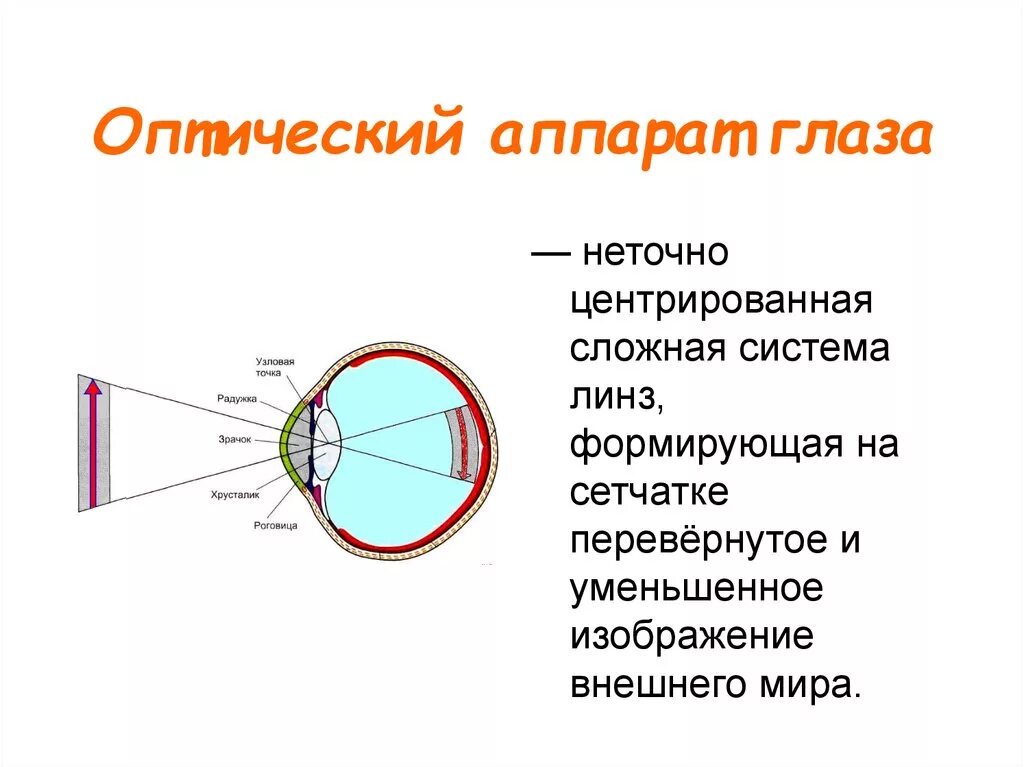 Оптическая структура глаза строение и функции. Строение и функции оптической системы глаза физиология. Строение оптического аппарата. Оптическая система глаза рецепторный аппарат глаза человека. Оптическая система глаз последовательность