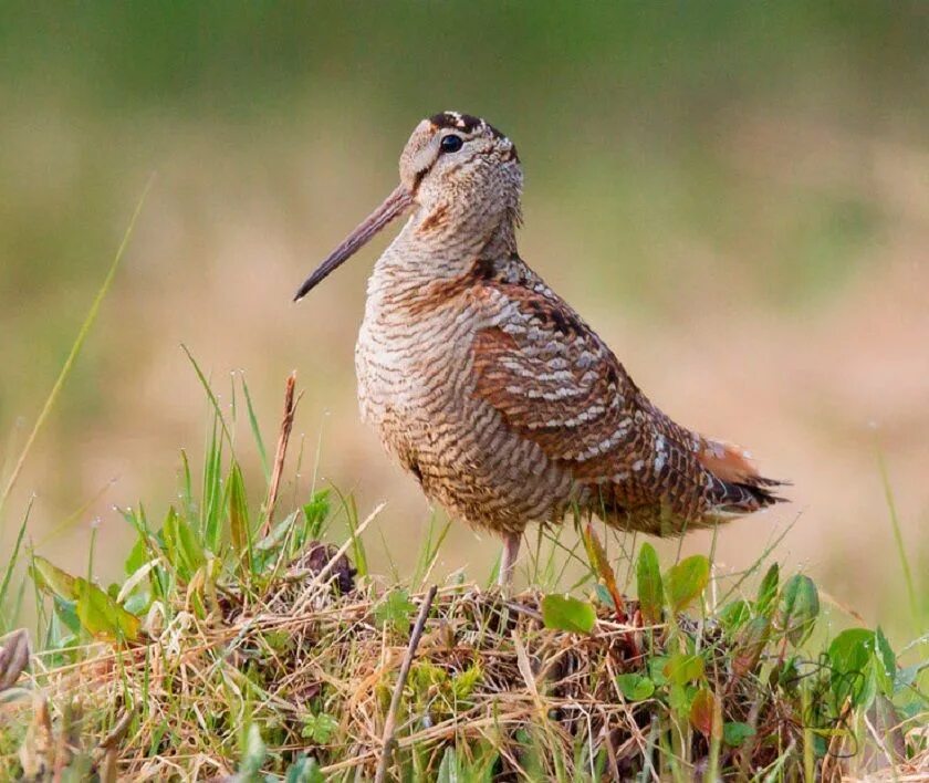 Чем питается вальдшнеп. Кулик вальдшнеп. Вальдшнеп – Scolopax rusticola. Птица Кулик вальдшнеп. Королевский вальдшнеп.