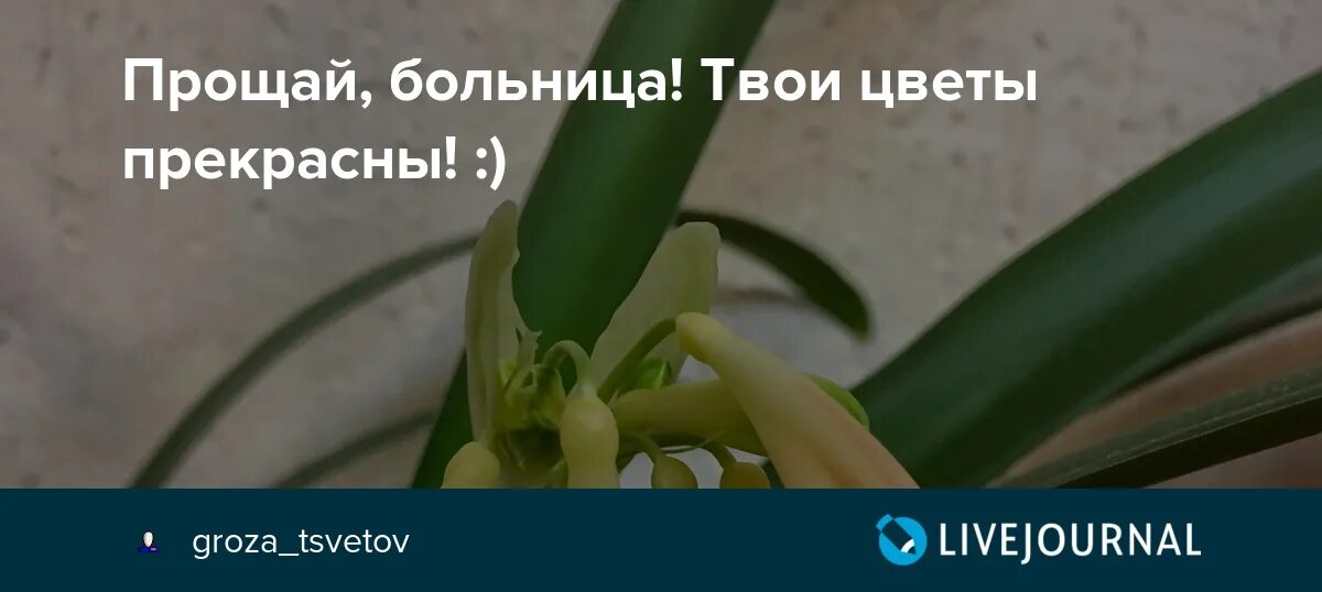 Открытка цветы незабудки. Не забуду твой цветок. Не забуду твой цветок. Незабудка песня тима белорусских. Незабудка рисунок.