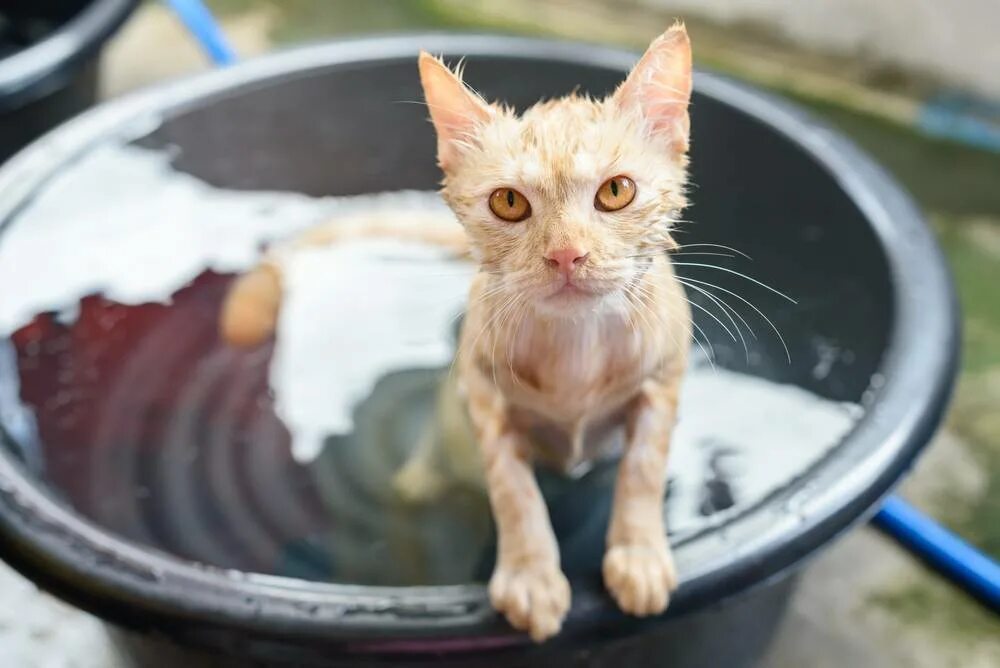 Котенок в тазике. Ёшка в тазике. Купание кошки. Котик в тазике с водой.